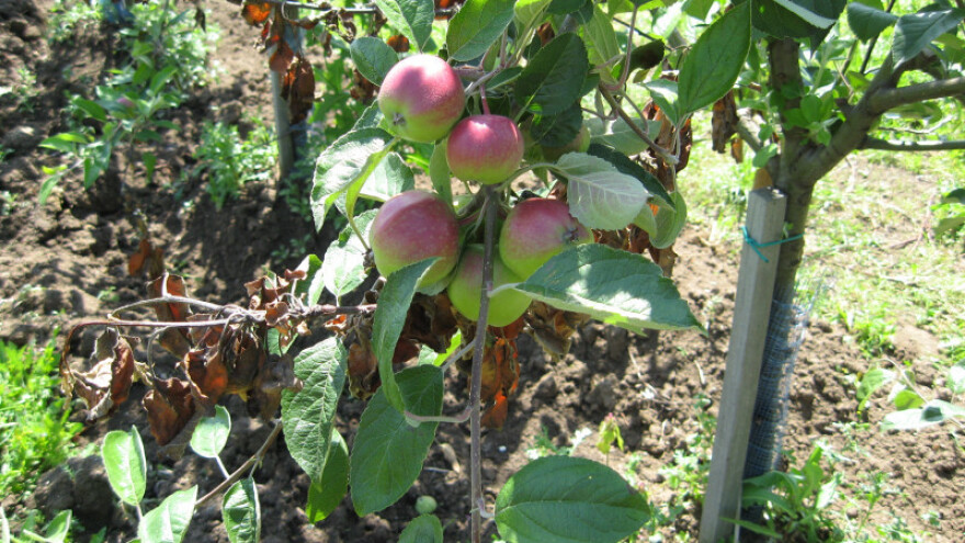 RNK pesticidi stižu za nekoliko decenija?