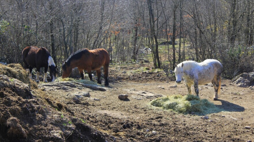 OPG Dragica Valenčić: Preko peradi i mliječnih krava do hladnokrvnjaka