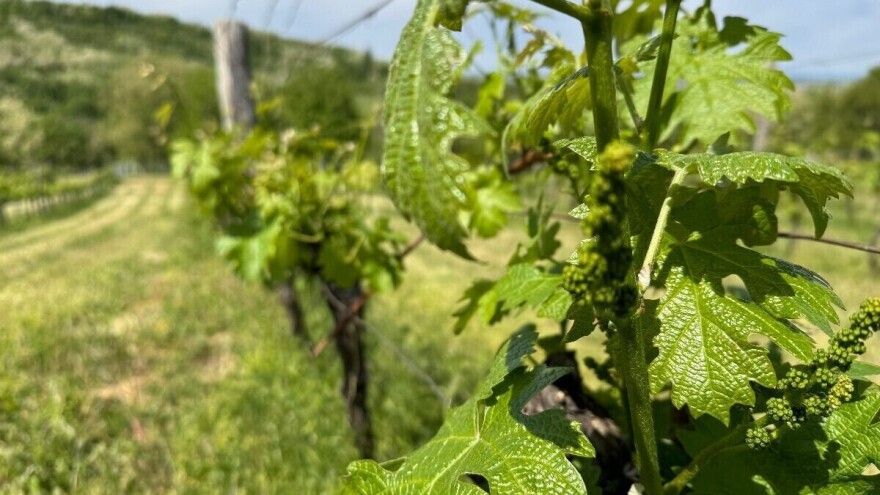 Vremenske prilike pogoduju plamenjači i pepelnici vinove loze, zaštitite je