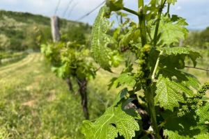 Vremenske prilike pogoduju plamenjači i pepelnici vinove loze, zaštitite ju