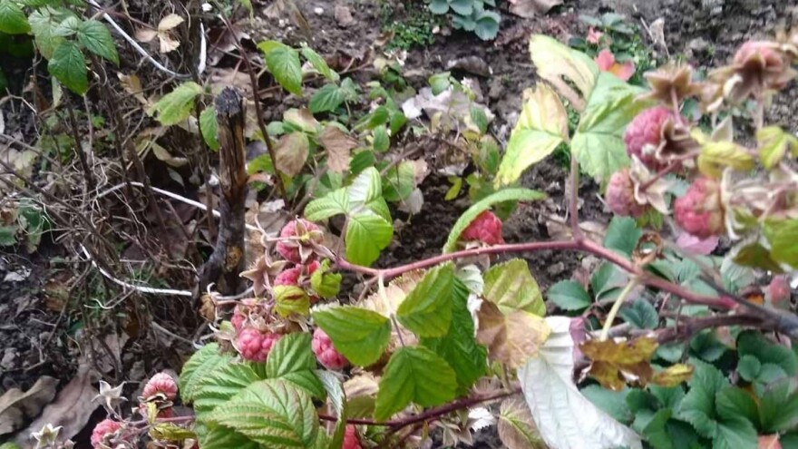 Rodile maline kada im vreme nije