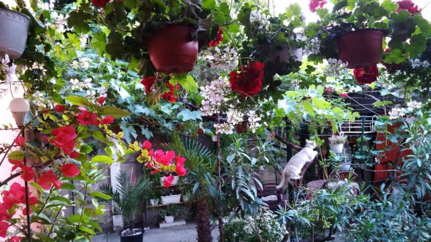 Cvetna oaza u dvorištu porodice Nikolin - posvećenost se višestruko vrati