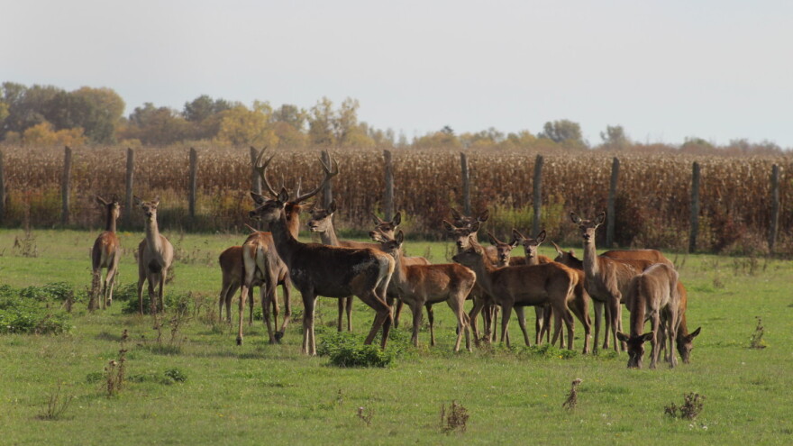 Objavljeno tko je dobio 130 tisuća eura za sprječavanje štete od divljači