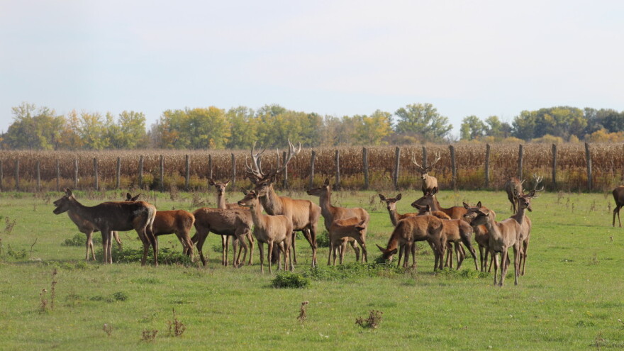 Ako država želi imati divljač, neka i plati štete koje ona napravi