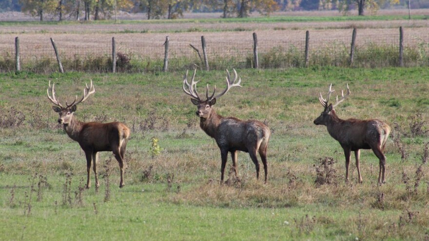 Raspisan natječaj: Za sprječavanje štete od divljači četiri milijuna kuna