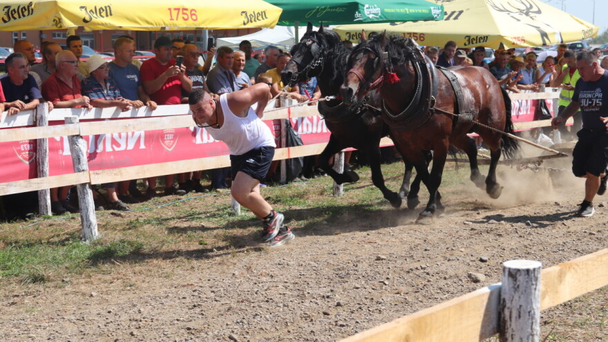 Konji su skup hobi da bi se koristila sila - čista ljubav s njima