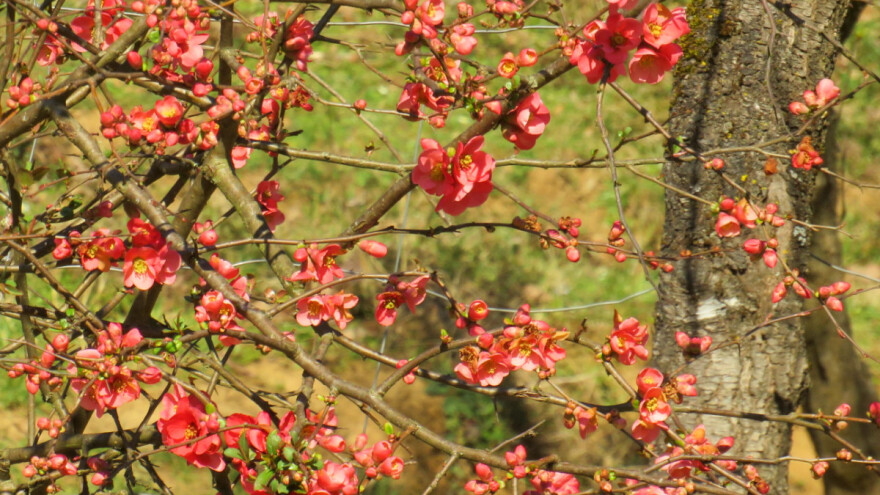 Kako posaditi ukrasnu dunju?