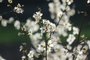 April se ne šali sa snijegom: Ozbiljna prijetnja voćkama i povrtlarskoj proizvodnji