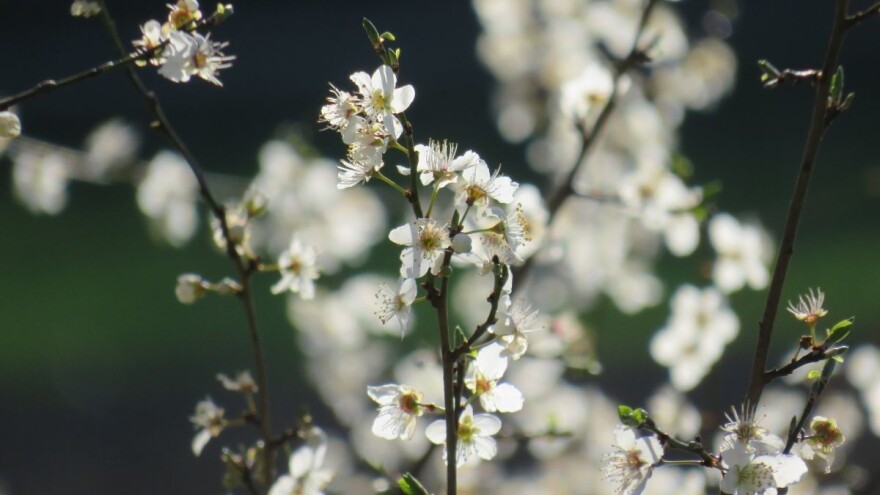 April se ne šali sa snijegom: Ozbiljna prijetnja voćkama i povrtlarskoj proizvodnji