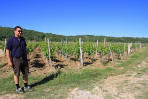 Anton Katunar: Vraćamo se starom tipu vina, sadimo na škrtoj zemlji za bolju sirovinu