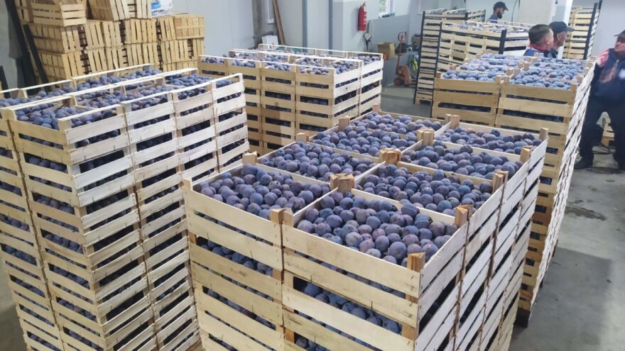 Majevički voćari izvezli 1.500 tona šljiva u Evropsku uniju
