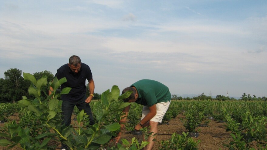 Holanđani rezervisali šumadijsku borovnicu