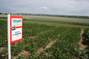 RWA predstavio rezultate robusne sorte RGT SINFONIA, prinosi soje do 4,8 t/ha