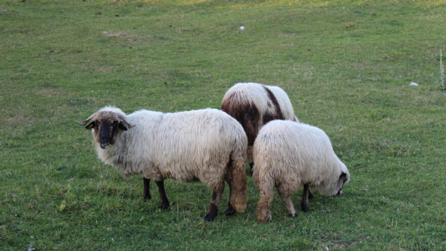 Inspektorat izdao preporuke za kupovinu i klanje kurbana
