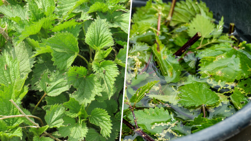 Kopriva u bašti: Dobar susjed, prirodno đubrivo i efikasan insekticid