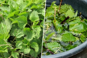 Kopriva u bašti: Dobar komšija, prirodno đubrivo i efikasan insekticid
