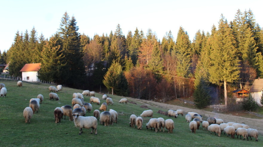 Utvrđena cijena kurbana za 2023. godinu
