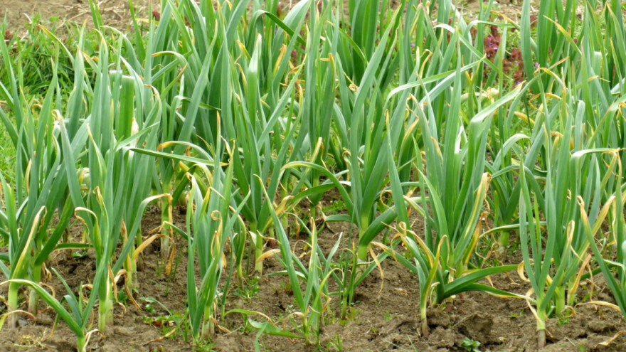 Beli luk i komšije: Zašto mu jagode povećavaju glavice, a koga ne podnosi?