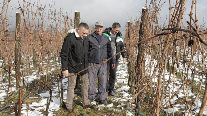 Laktaši će se brzo naći na mapi najboljih vinogorja