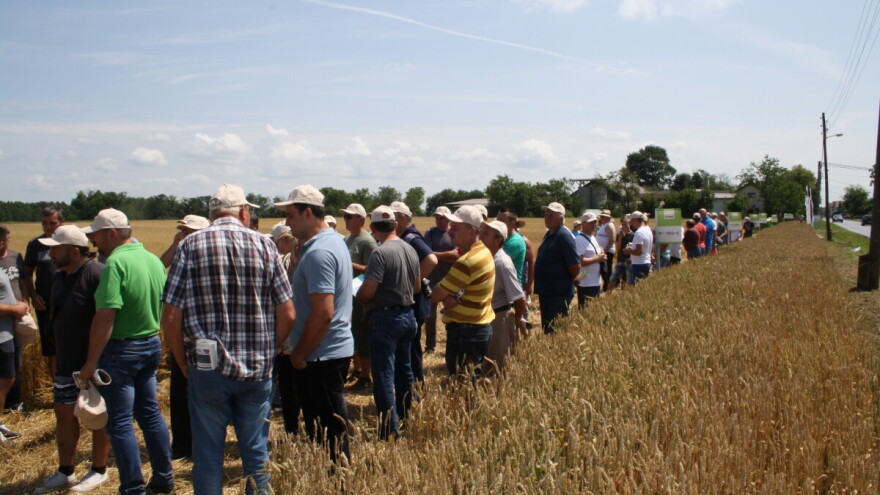 Pokusi RWA pšenice na 23 lokacije dali odlične rezultate
