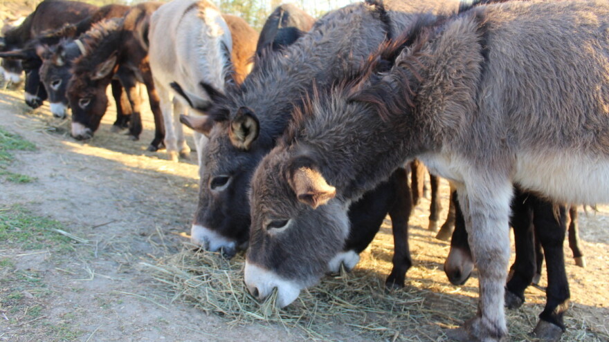 Močvarna groznica - bolest koja za kopitare znači smrt
