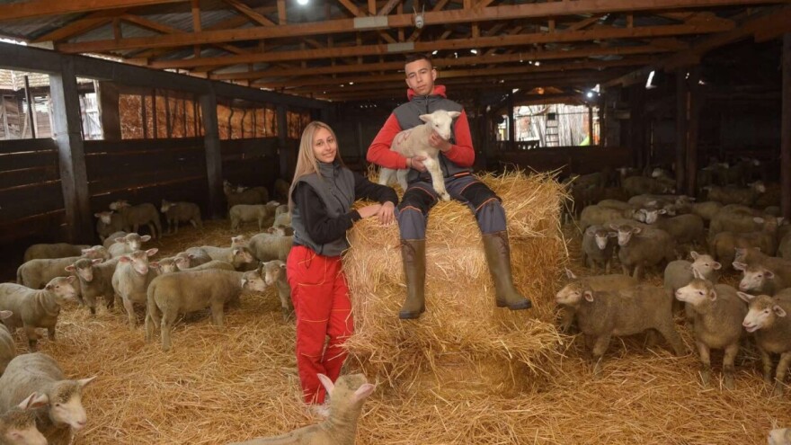 Škola ujutru, farma popodne: Željana i Teodor brinu o 500 ovaca
