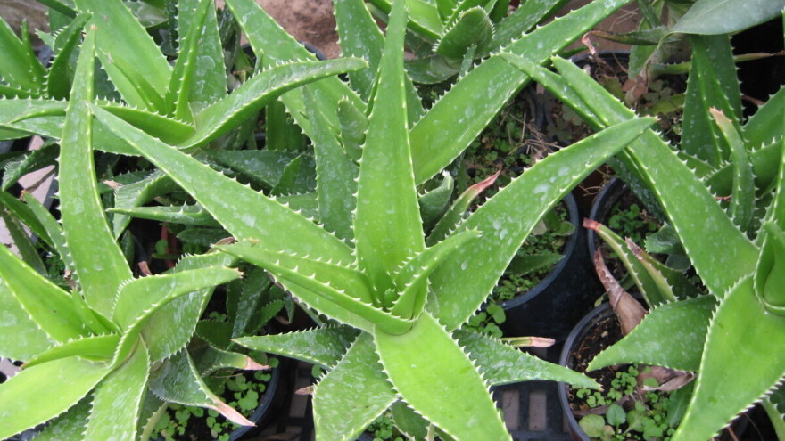 Lekovite biljke koje možete da uzgajate u svojoj bašti