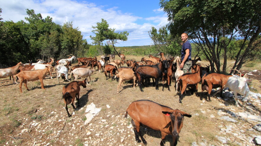 Od gradske atrakcije do lijepog stada: Ivan Mofardin svakoj od 97 koza nadjenuo je ime