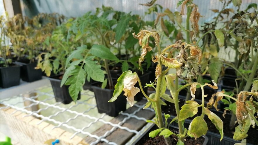 Posljedice izmrzavanja rasada - đubrenje ili sadnja novog?