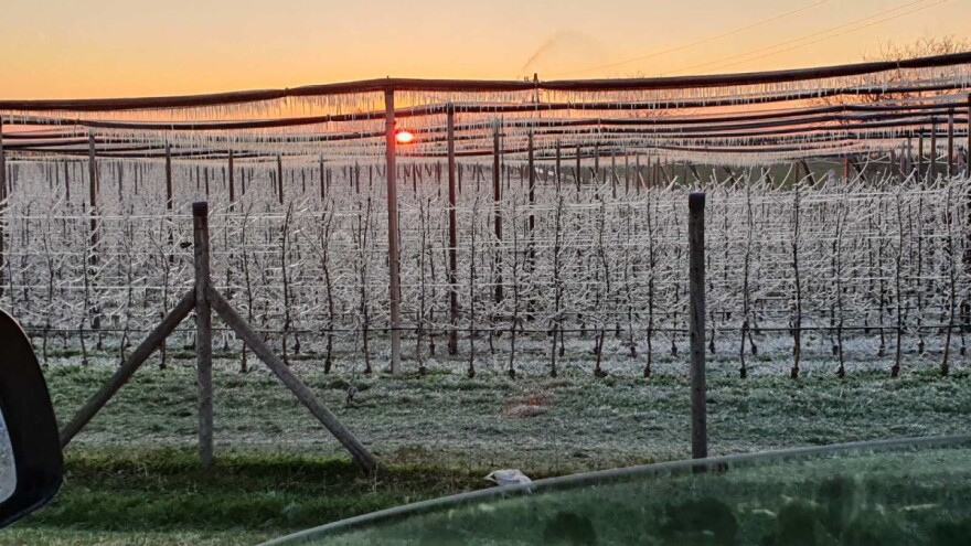 Mraz zadao ozbiljan udarac, vjetrenjača spasila dio voćnjaka Domagoja Škobića