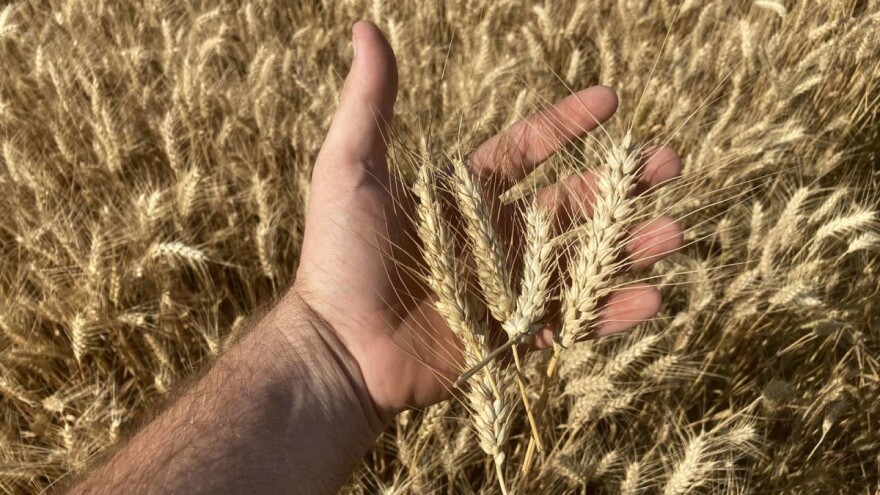 Cena pšenice poznata, ali je neodgovarajuća - šta je dovelo do toga?