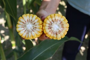Ulyxxe - dragulj među RWA hibridima kukuruza dao i preko 18 t/ha