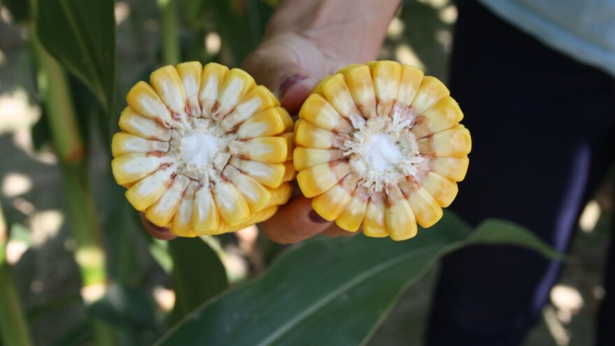 Ulyxxe - dragulj među RWA hibridima kukuruza dao i preko 18 t/ha