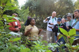 Sukuma wiki - raštika, biljka koja pomaže preživjeti sedmicu