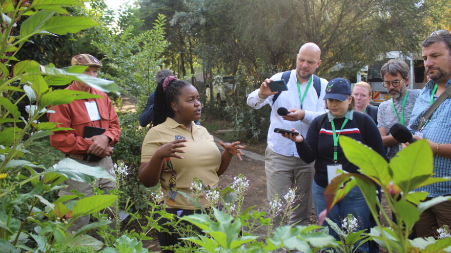Sukuma wiki - raštika, biljka koja pomaže preživiti tjedan