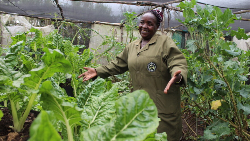 Jedan list blitve 1 šiling = 150 listova za evro