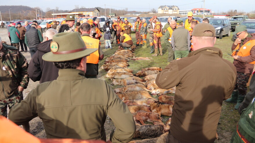 Derventska šakalijada oborila sve rekorode: Više od 2.000 lovaca u zaštiti prirode