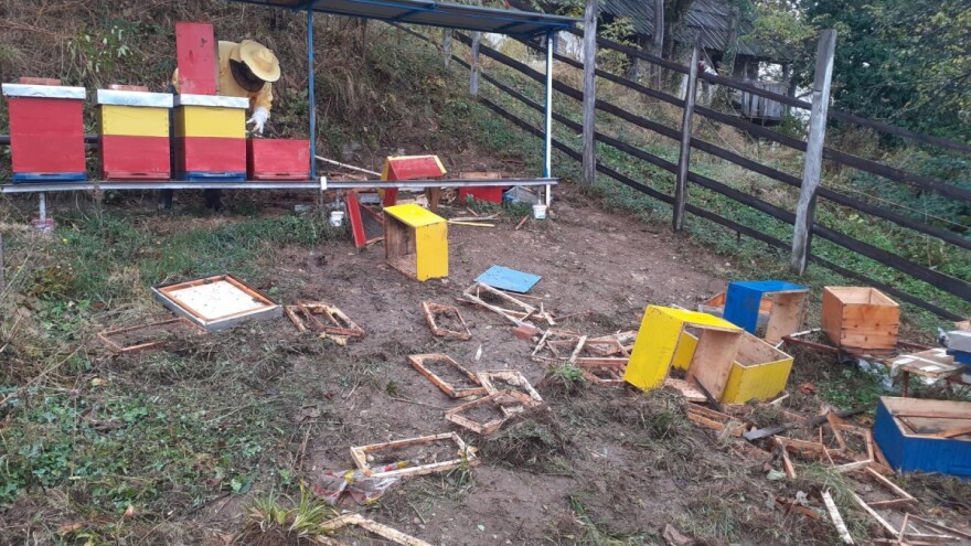 Tuga u Namirovom pčelinjaku: Medvjed razbacao 16 košnica