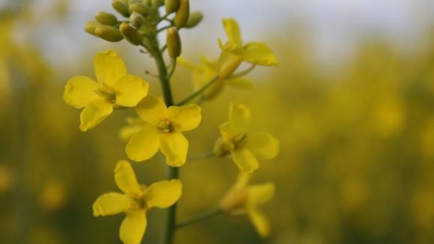 Cijena poljoprivrednih proizvoda smanjena 5,3 posto