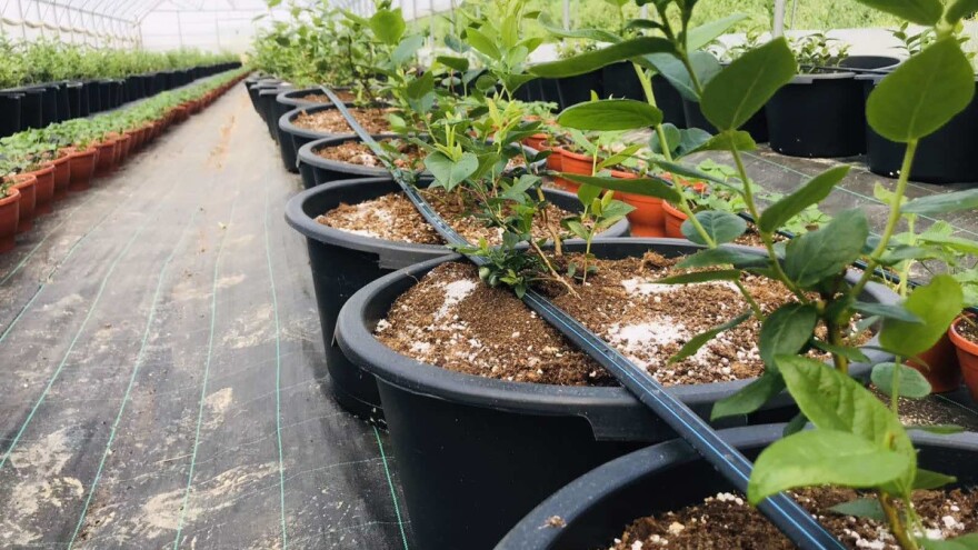 Navodnjavanje: Ako su oko usjeva barice, zalijevate prekomjereno - koja je prava mjera?