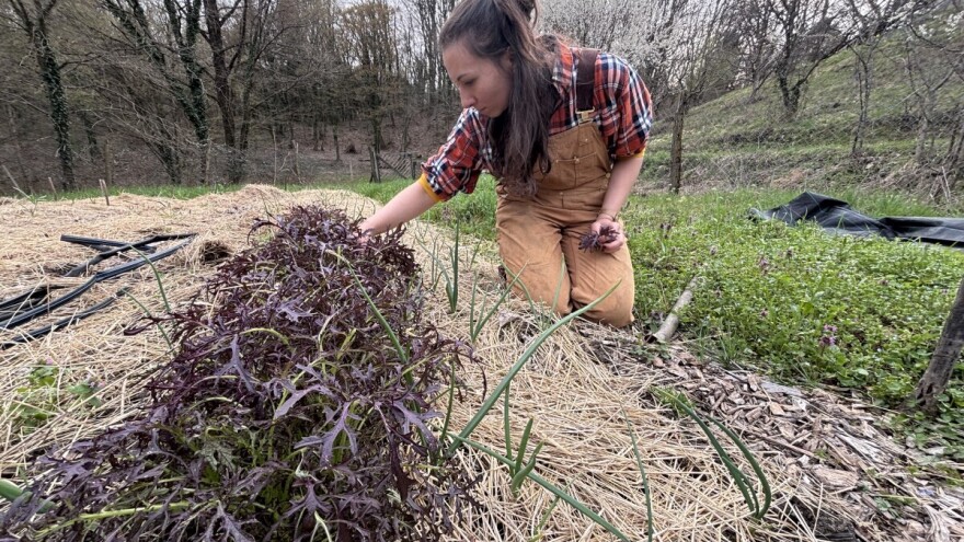 Reciklirano imanje: Mala znanost u skupljanju i čuvanju sjemena