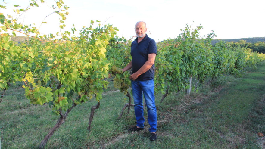 Miroslav Palinkaš krenuo je od nule, danas proizvodi vrhunsku žlahtinu i pjenušce