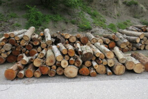 Federacija BiH bez Zakona o šumama. Ko i kako ih štiti?