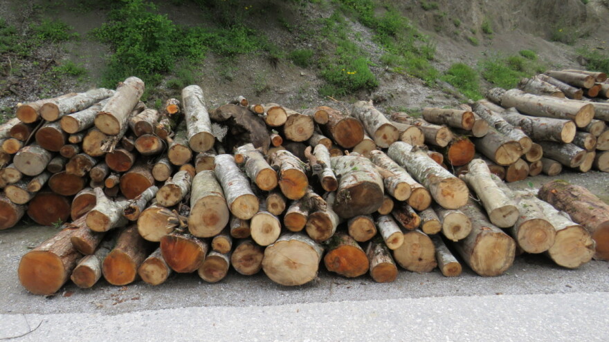 Federacija BiH bez Zakona o šumama. Ko i kako ih štiti?