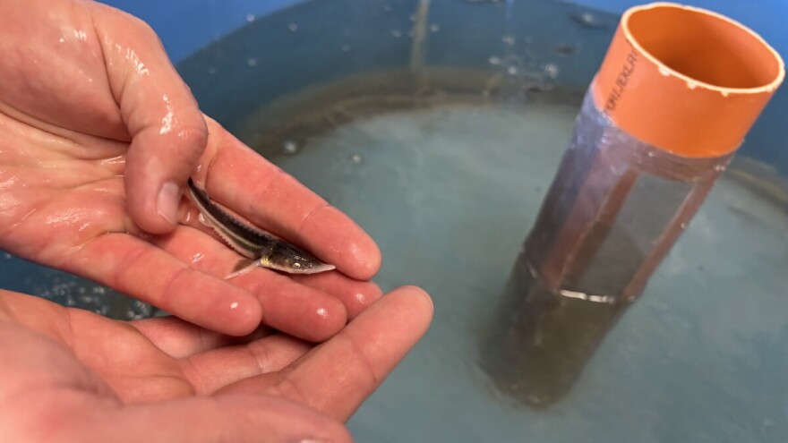 Kečiga posebno ugrožena, zelenim mrijestilištem do očuvanja autohtonih vrsta riba