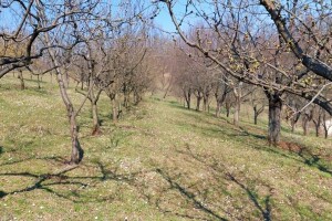Preporuka voćarima: Tretirajte nasade prije najavljenih padavina