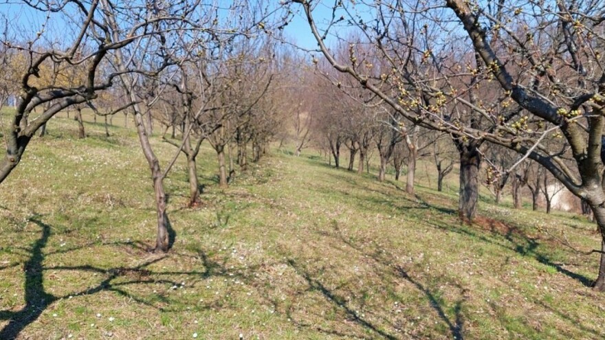 Preporuka voćarima: Tretirajte nasade prije najavljenih padavina