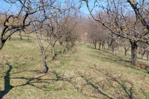 Najavljene obilne padavine - šljivu zaštitite večeras ili sutra ujutro