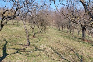Najavljene obilne padavine - šljivu zaštitite večeras ili sutra ujutro