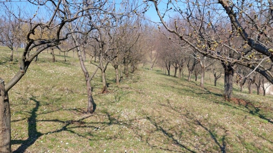 Najavljene obilne padavine - šljivu zaštitite večeras ili sutra ujutro